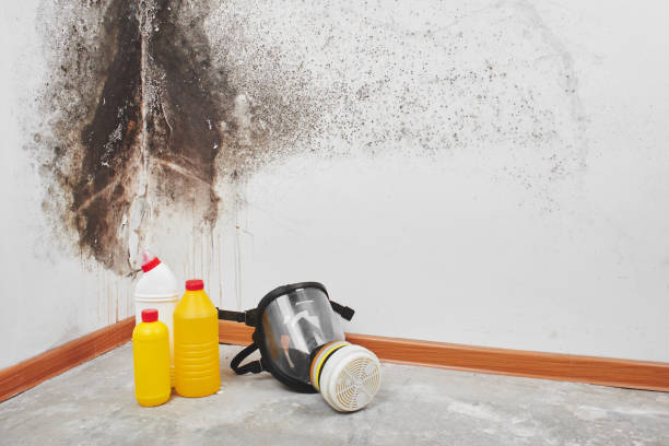 Best Insurance-Related Mold Remediation in Prospect Rk, PA